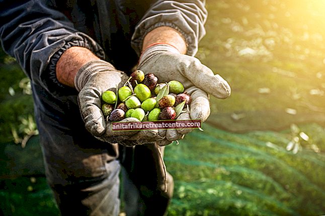 Quali sono i vantaggi delle olive? Ecco i benefici dell'oliva alimentare miracolosa